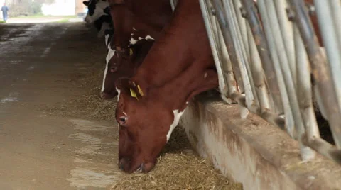 Cows eating 스톡 동영상 3329907