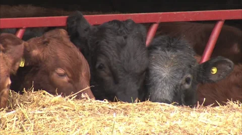COWS EATING Stock Footage 8535319