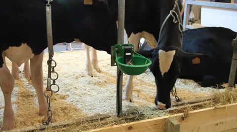 Cows eating Stock-Footage 27069824