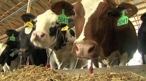 Cows Eating Stock Footage 31745698