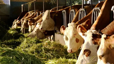 Cows eating Stock Footage 33338198