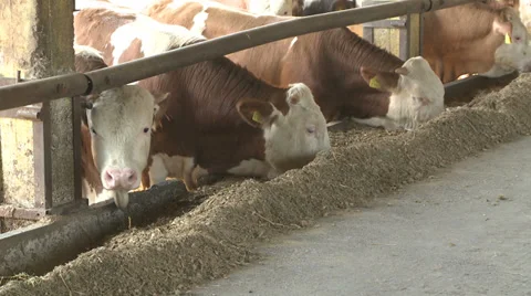 Cows eating Stock Footage 38913267