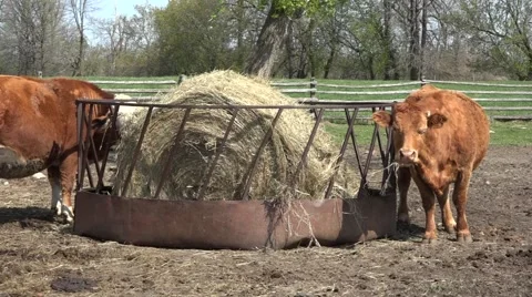 Cows eating Stock-Footage 49931870