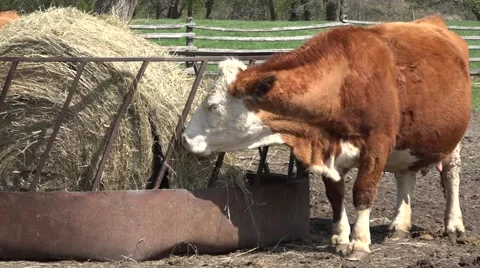 Cows eating Stock Footage 49931872