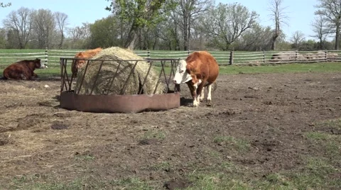 Cows eating Stock-Footage 49932883