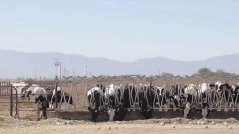 Cows eating Stock Footage 79024263