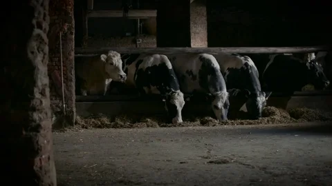 Cows eating Stock Footage 85350586