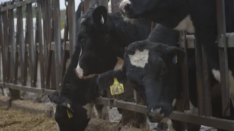 Cows Eating Vídeos de archivo 117990252