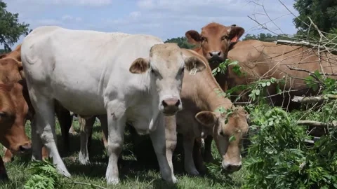 Cows Eating Stock Footage 219824890