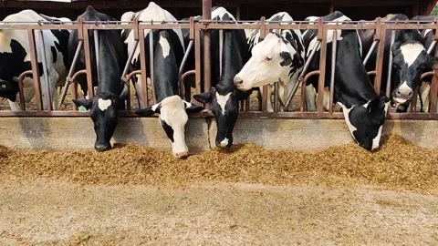 Cows eating Stock Footage 221444416