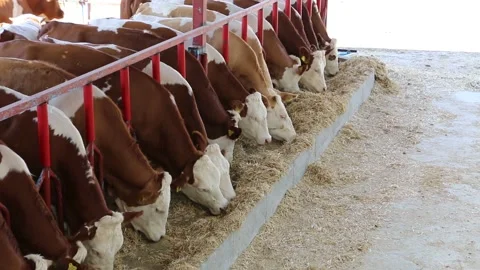 Cows eating forage in the barn. Cows eating grass in the barn. Video stock 149418156