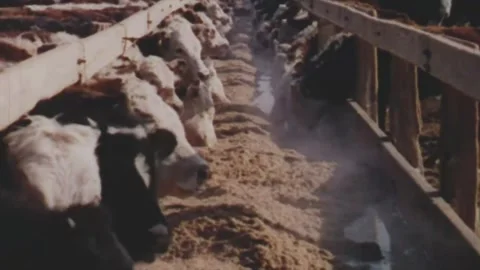Cows eating forage at barn Video stock 294325432