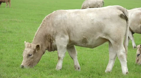 Cows eating fresh grass Stock Footage 58144317