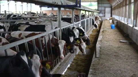 Cows eating fresh silage inside modern dairy farm barn at daylight. Stock Footage 337613850