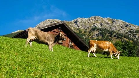 Cows eating in front of a barn alpine scene Stock Photos