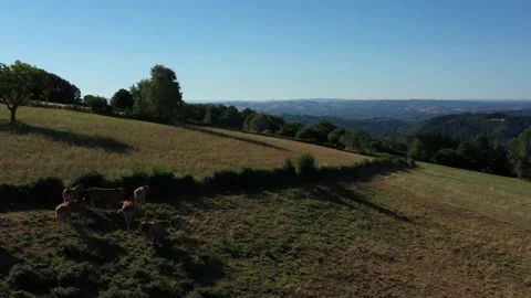 Cows eating in front of the mountains Stock Footage 144828691