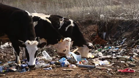 Cows eating garbage Видео 62024250