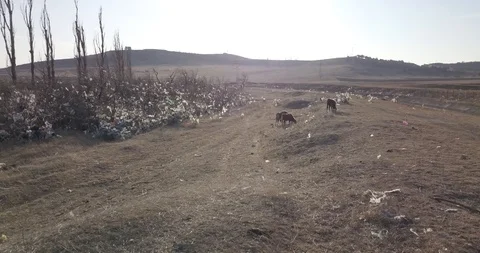 Cows eating garbage at the garbage dump household waste, deadly eating plastics Stock Footage 125783850
