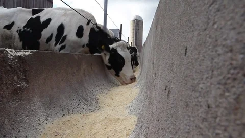Cows eating grain out of a trough at a clean dairy farm with mooing Vídeo Stock 84962629