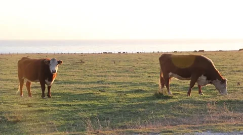 Cows Eating Grass 2 - Pacific Ocean California Video stock 49661938