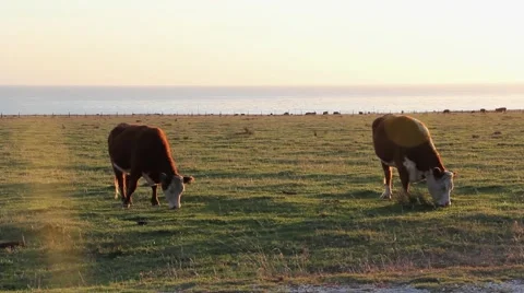 Cows Eating Grass 3 - Pacific Ocean California Video stock 49661835