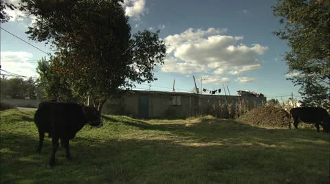 Cows Eating Grass in Empty Lot Multiple Shots Broll HD Video Stock Footage 22689753