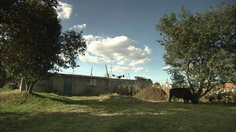 Cows Eating Grass in Empty Lot HD Video 스톡 동영상 22689823