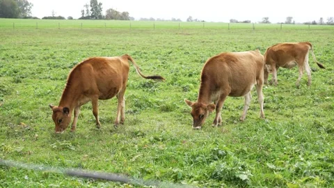 Cows Eating Grass On a Farm Stock Footage 230551301