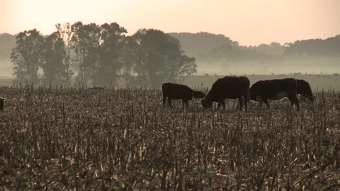 Cows eating grass in a field Stock Footage 139283873