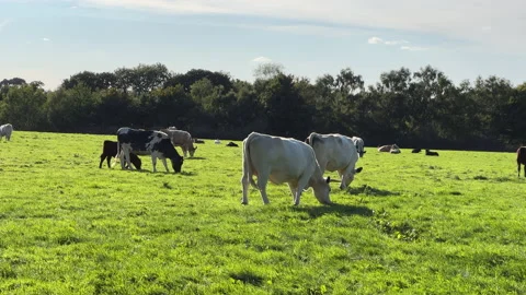 Cows eating grass on the field  Stock Footage 210859646
