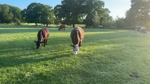 Cows eating grass in a field 動画素材 288011656