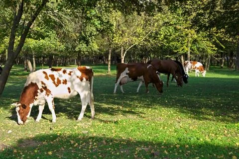 Cows eating grass on field surrounded by woods Stock Photos