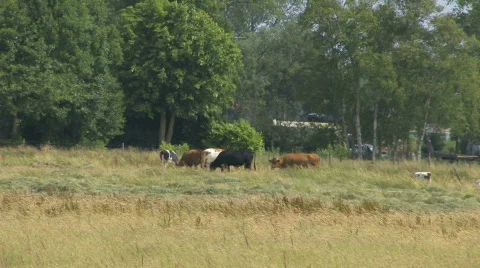 Cows eating grass Stock Footage 144219