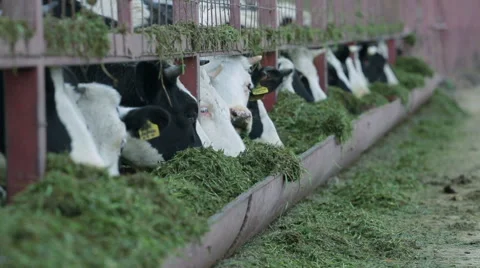 Cows eating the grass Stock Footage 55666327