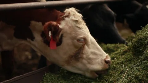 Cows eating grass Stock Footage 73557062
