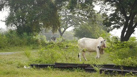 Cows eating grass Stock Footage 81746979