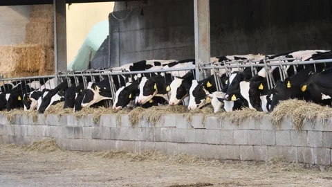 Cows eating grass Stock Footage 130350471