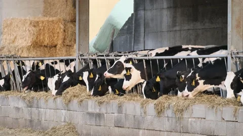 Cows eating grass Stock Footage 130365781