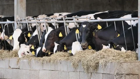 Cows eating grass Video stock 130365784