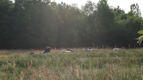 Cows eating grass 库存影片 158016373