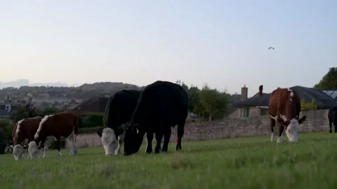 Cows eating grass Stock Footage 219269870