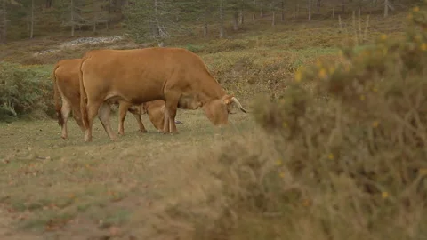 Cows eating grass Stock Footage 232499424