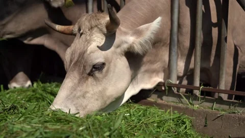 Cows eating grass Stock Footage 246492983