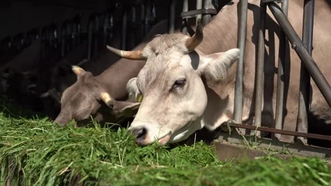 Cows eating grass Stock Footage 246492984