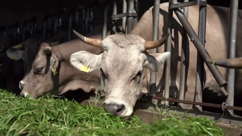 Cows eating grass Stock Footage 246492985
