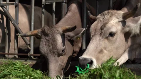 Cows eating grass Stock Footage 246493070