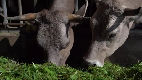 Cows eating grass Stock Footage 246493073