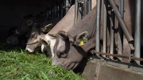 Cows eating grass Stock Footage 246493110