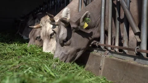 Cows eating grass Stock Footage 246493114