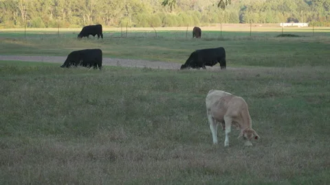 Cows eating grass Stock Footage 254198946